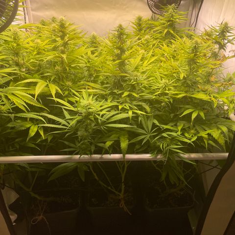 pzatree #1 growlog timeline photo