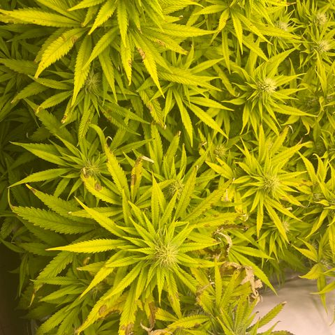 pzatree #1 growlog timeline photo