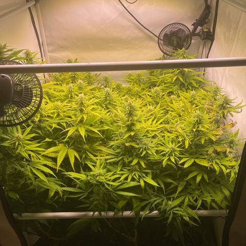pzatree #1 growlog timeline photo