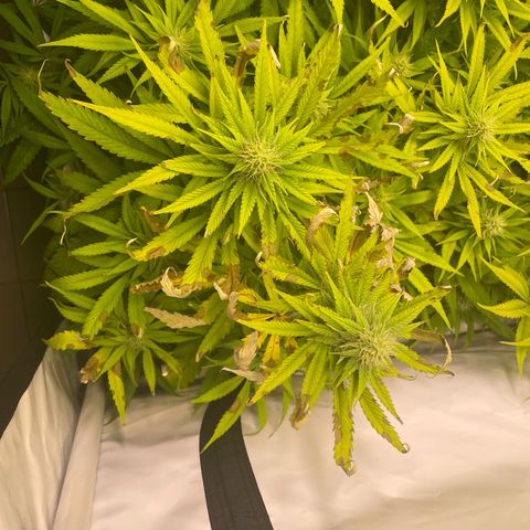 pzatree #1 growlog timeline photo