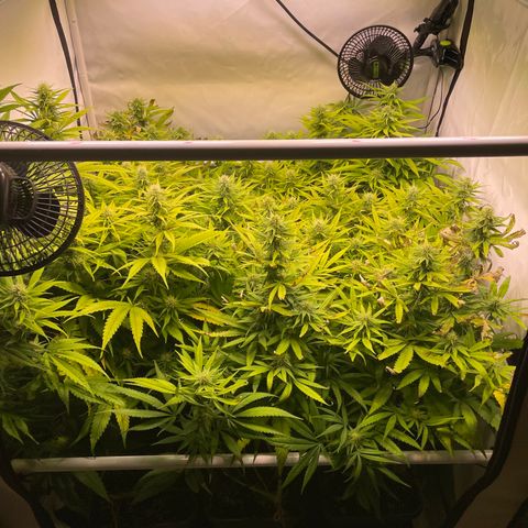 pzatree #1 growlog timeline photo