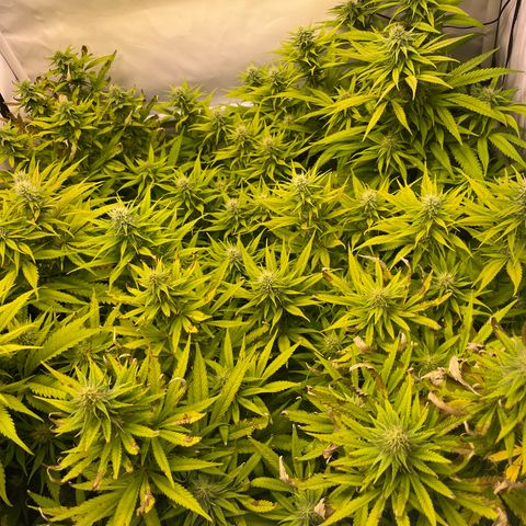 pzatree #1 growlog timeline photo