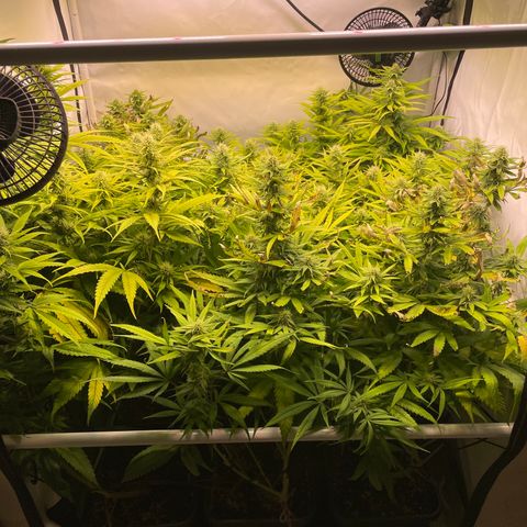 pzatree #1 growlog timeline photo