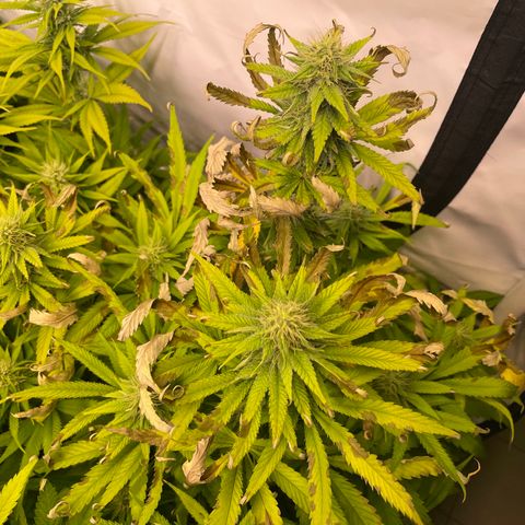 pzatree #1 growlog timeline photo