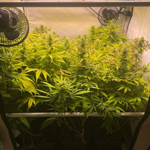 pzatree #1 growlog timeline photo
