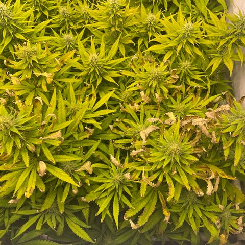 pzatree #1 growlog timeline photo