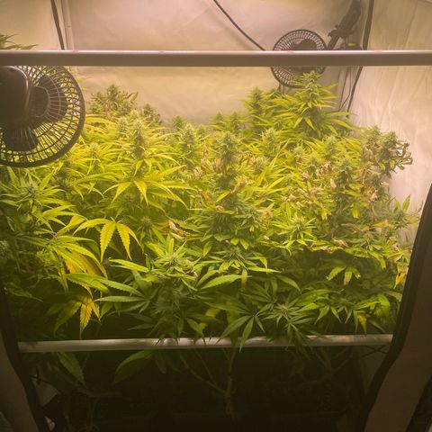 pzatree #1 growlog timeline photo