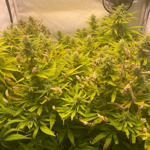 pzatree #1 growlog timeline photo