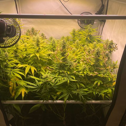 pzatree #1 growlog timeline photo