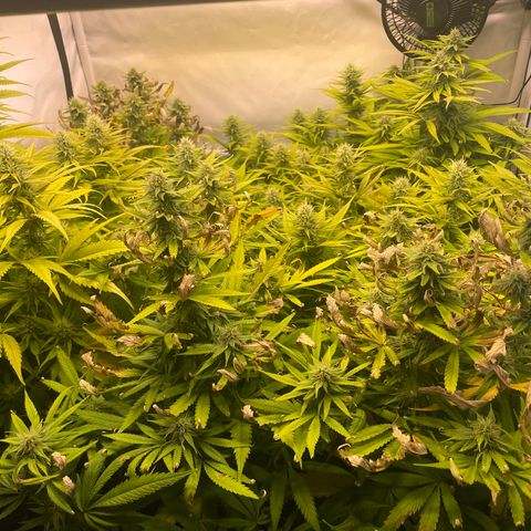pzatree #1 growlog timeline photo