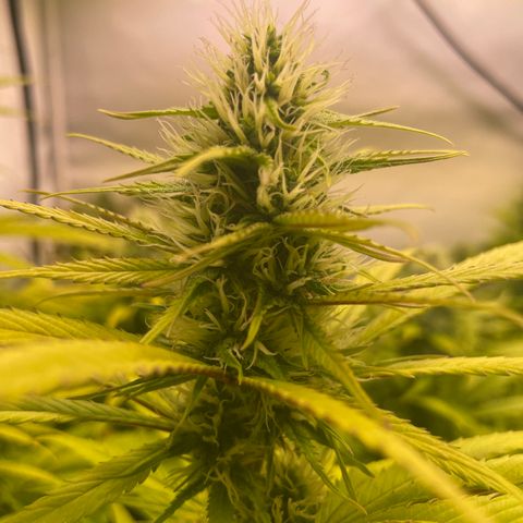 pzatree #1 growlog timeline photo