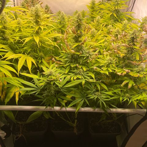 pzatree #1 growlog timeline photo