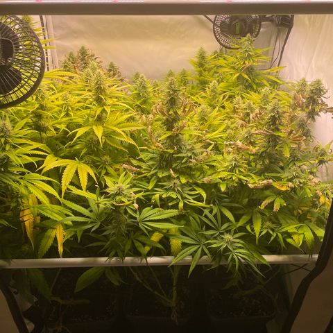 pzatree #1 growlog timeline photo