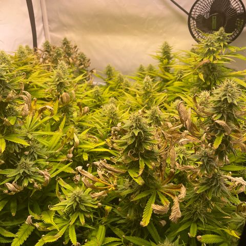pzatree #1 growlog timeline photo