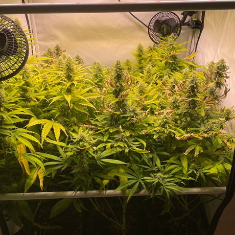 pzatree #1 growlog timeline photo