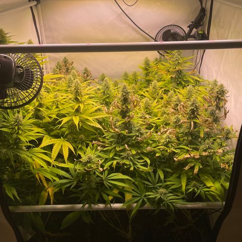 pzatree #1 growlog timeline photo