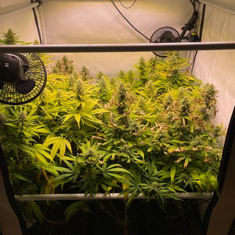 pzatree #1 growlog timeline photo