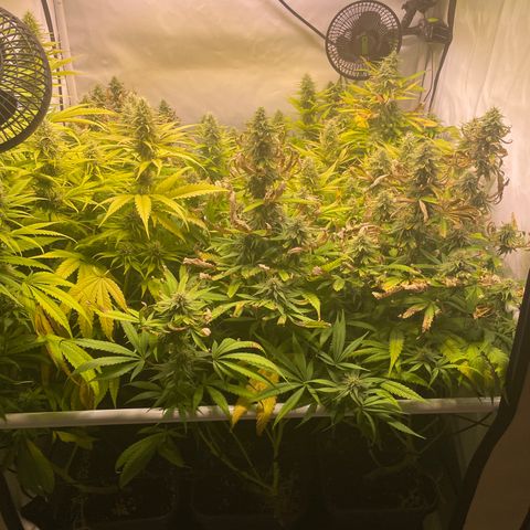 pzatree #1 growlog timeline photo