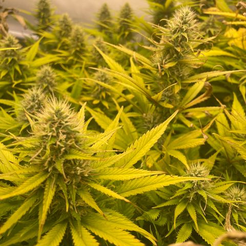 pzatree #1 growlog timeline photo
