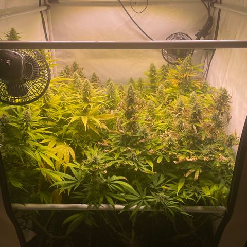 pzatree #1 growlog timeline photo