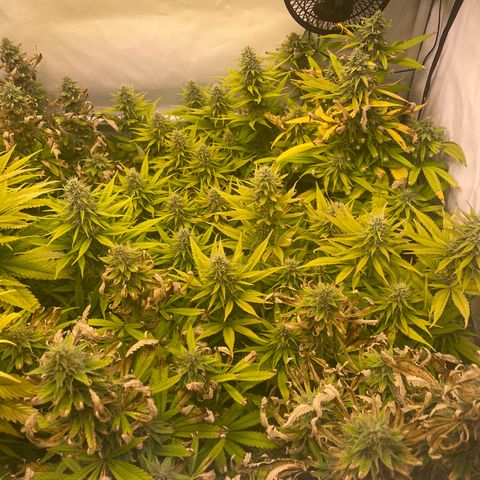 pzatree #1 growlog timeline photo