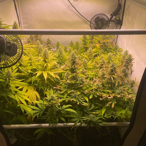 pzatree #1 growlog timeline photo