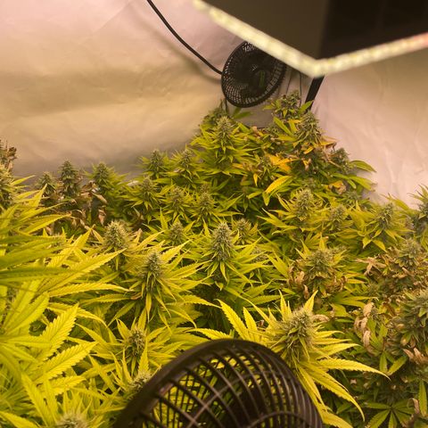 pzatree #1 growlog timeline photo
