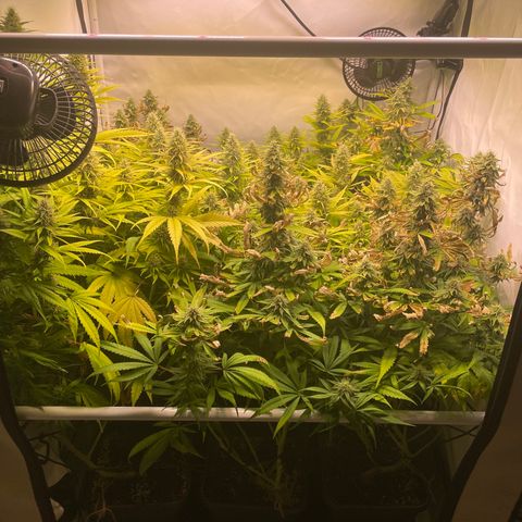 pzatree #1 growlog timeline photo