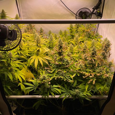 pzatree #1 growlog timeline photo