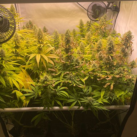 pzatree #1 growlog timeline photo