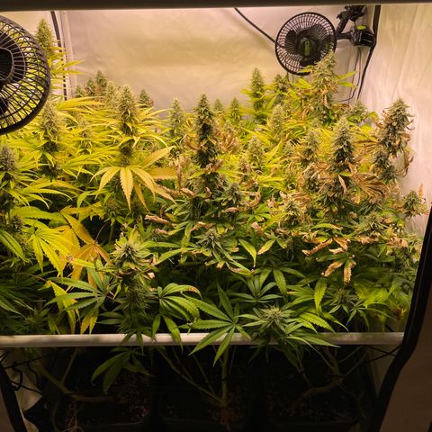 pzatree #1 growlog timeline photo
