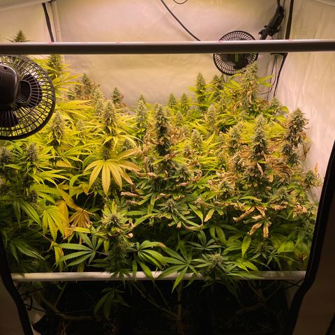 pzatree #1 growlog timeline photo