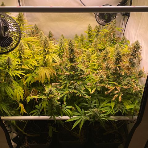 pzatree #1 growlog timeline photo