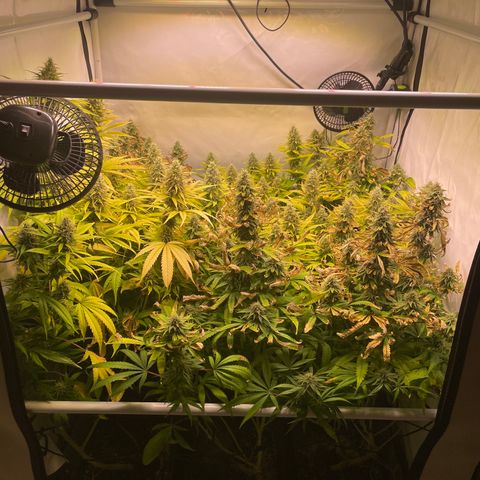 pzatree #1 growlog timeline photo
