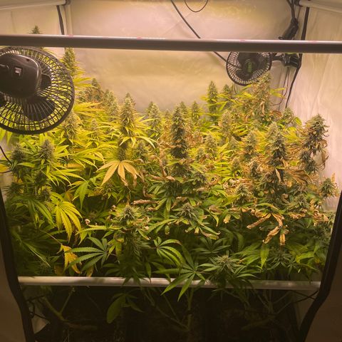 pzatree #1 growlog timeline photo