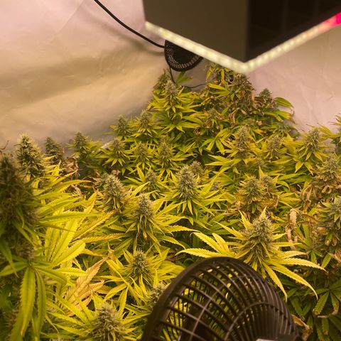 pzatree #1 growlog timeline photo