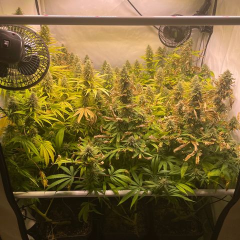 pzatree #1 growlog timeline photo