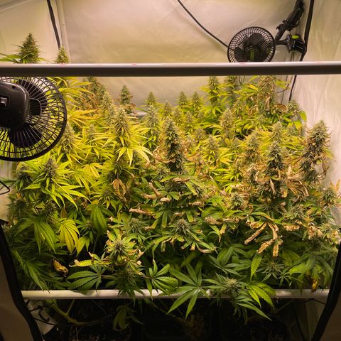 pzatree #1 growlog timeline photo