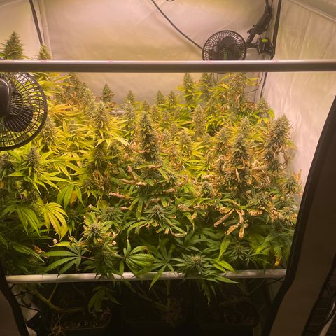 pzatree #1 growlog timeline photo