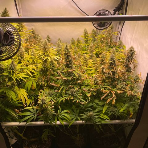 pzatree #1 growlog timeline photo