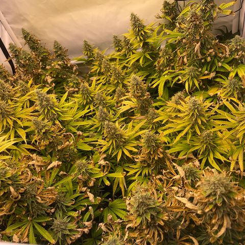 pzatree #1 growlog timeline photo