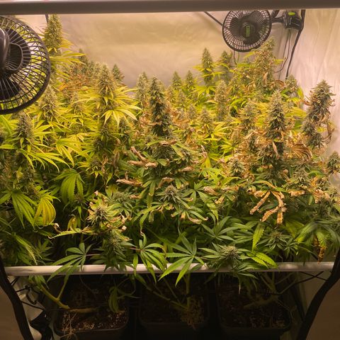 pzatree #1 growlog timeline photo