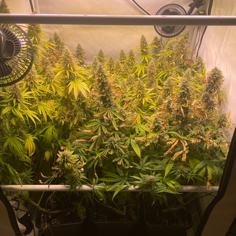 pzatree #1 growlog timeline photo