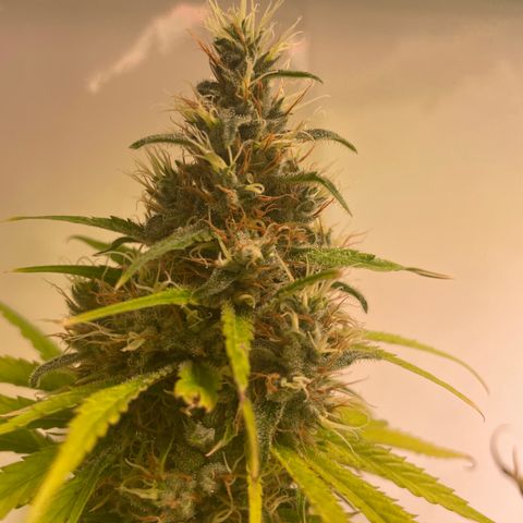 pzatree #1 growlog timeline photo
