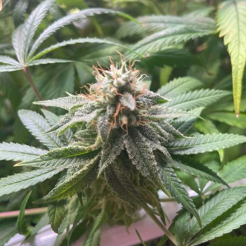 pzatree #1 growlog timeline photo
