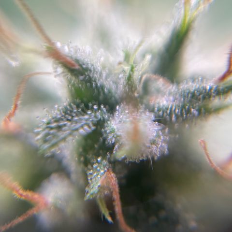 pzatree #1 growlog timeline photo