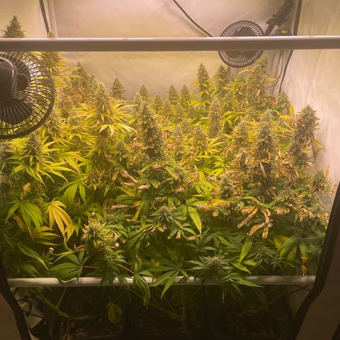 pzatree #1 growlog timeline photo
