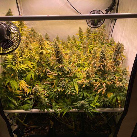 pzatree #1 growlog timeline photo