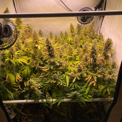 pzatree #1 growlog timeline photo