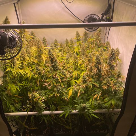 pzatree #1 growlog timeline photo
